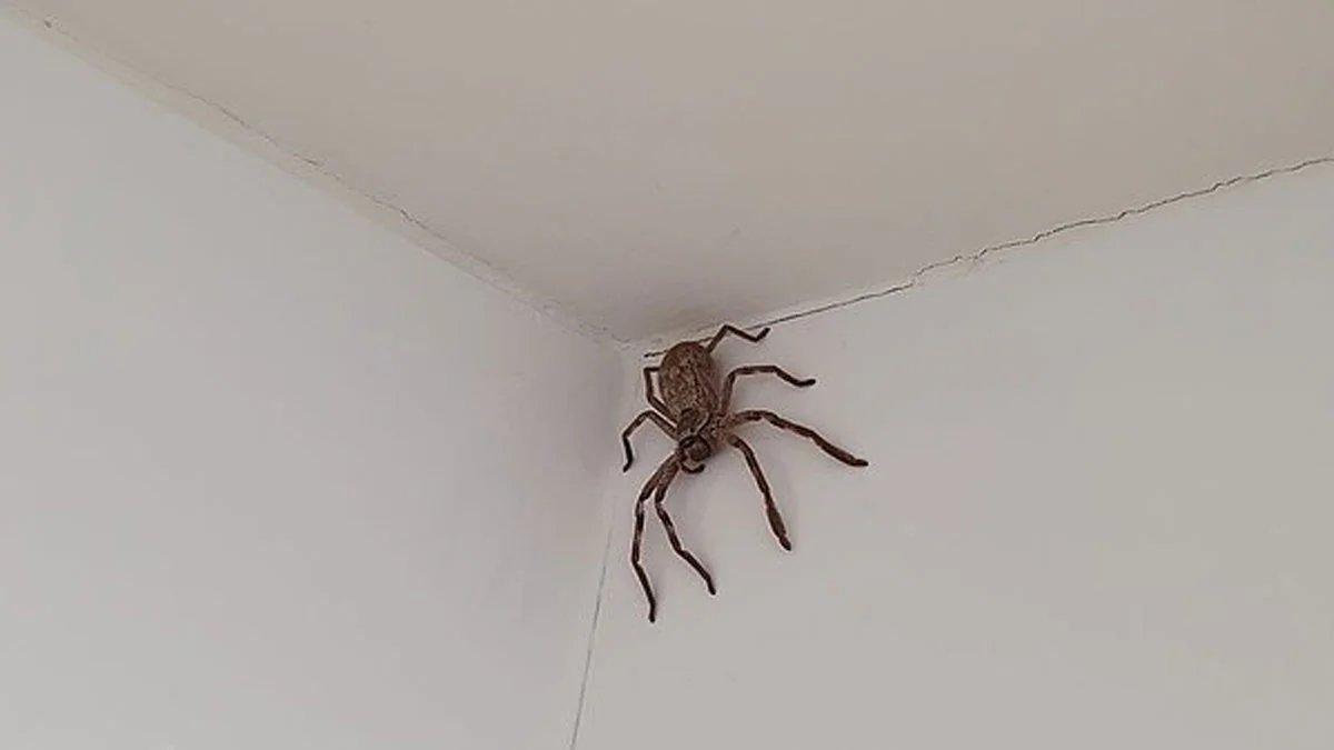 Frau entdeckt eine Monster-Spinne in der Dusche