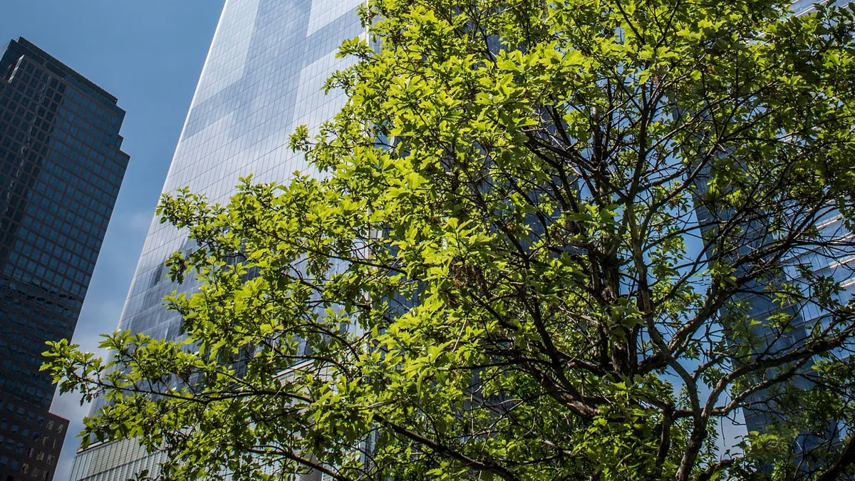 15 interessante Fakten über New York City