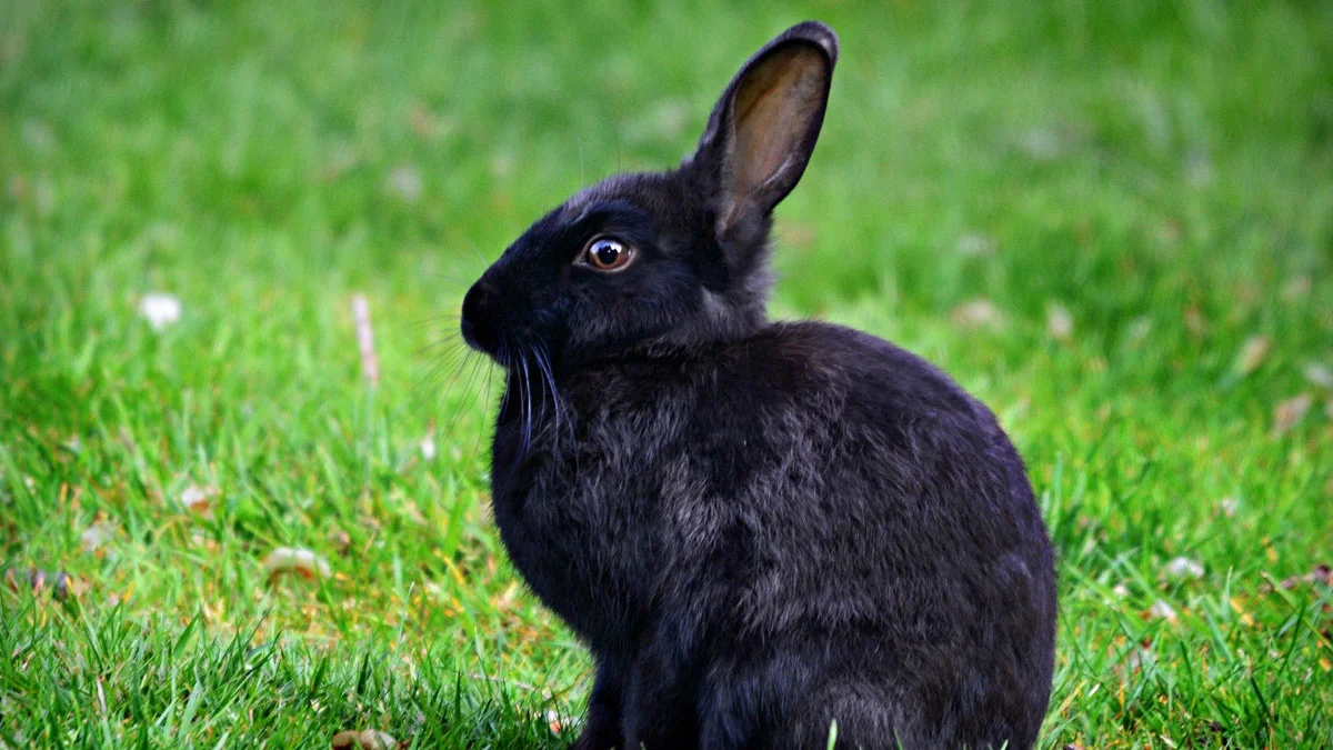 Auch für Menschen tödlich: Gefährliche Hasen-Pest nachgewiesen