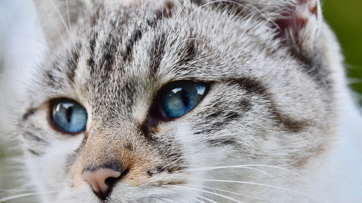 11 erstaunliche Fakten über Katzen