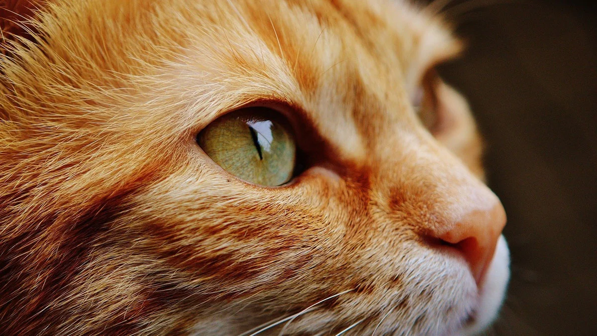 11 erstaunliche Fakten über Katzen