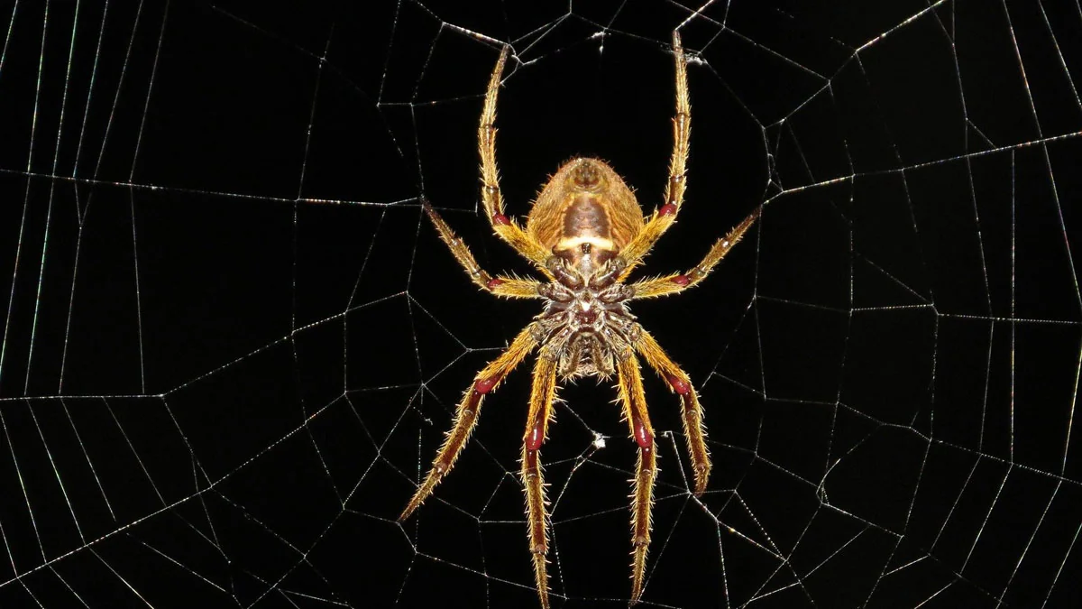 7 interessante Fakten über Spinnen