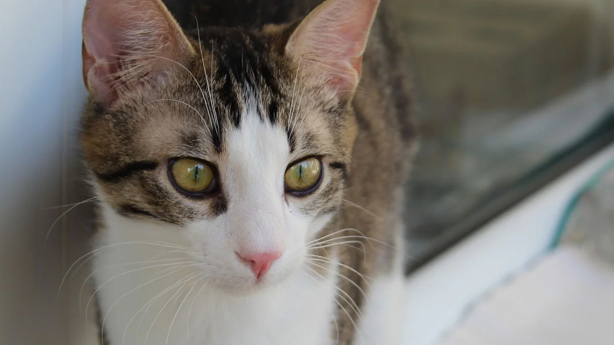 11 erstaunliche Fakten über Katzen