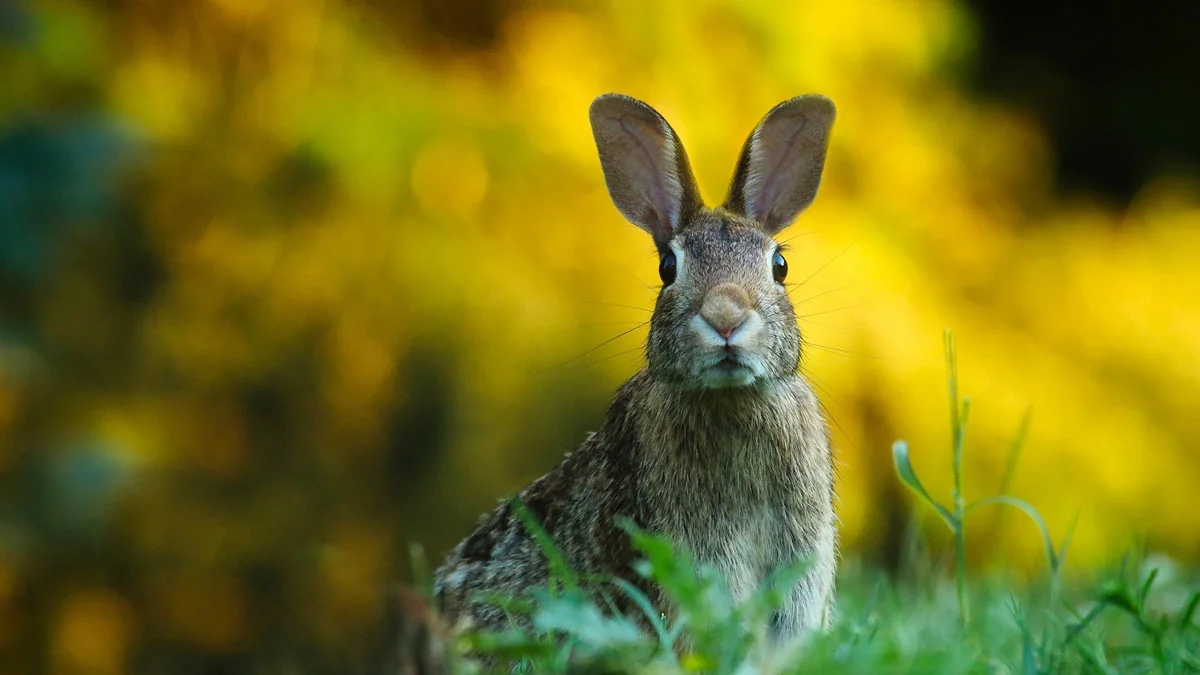 Auch für Menschen tödlich: Gefährliche Hasen-Pest nachgewiesen