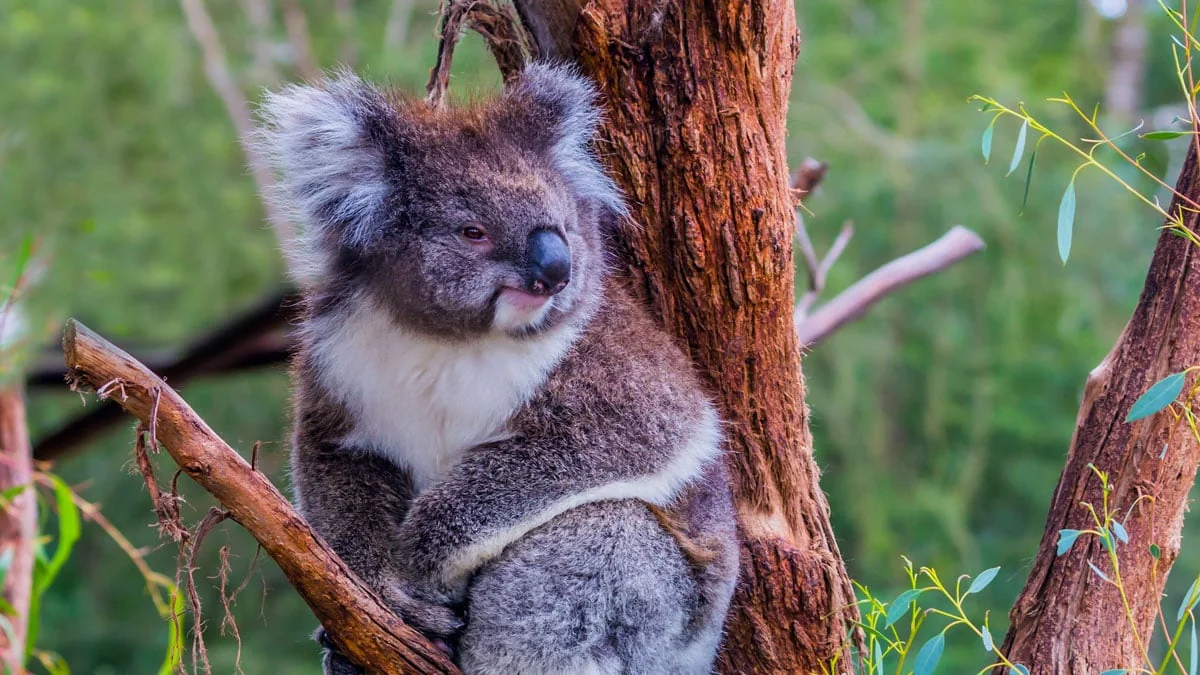 Australien: Schwere Buschbrände bedrohen Koalas