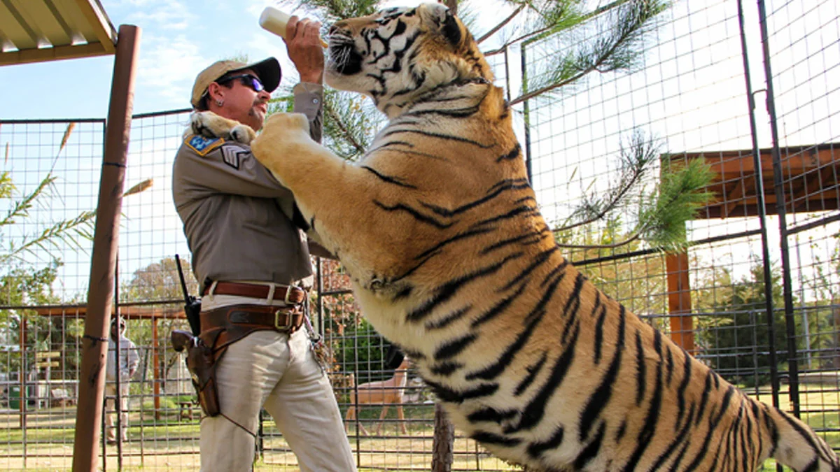 Neue „Tiger King“-Serie mit Nicolas Cage geplant