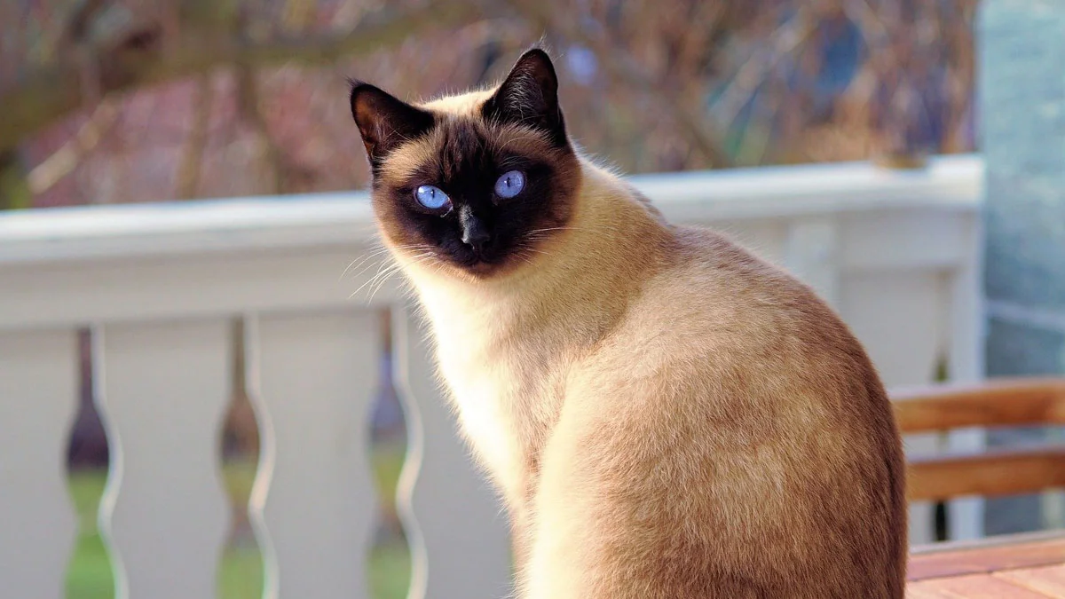 11 erstaunliche Fakten über Katzen