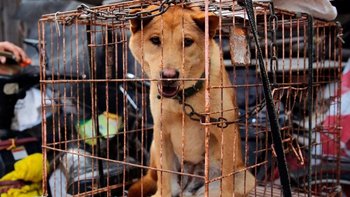 Shenzhen: Chinesische Stadt verbietet das Essen von Hunden und Katzen