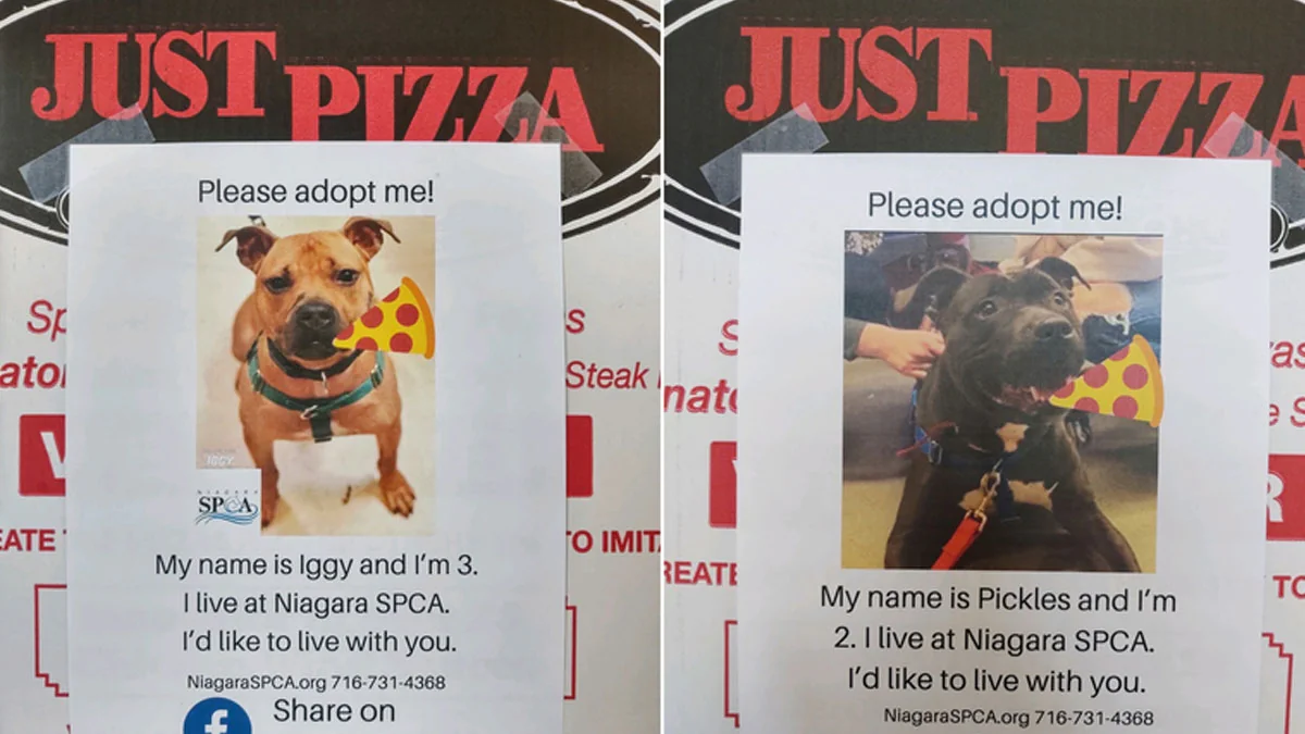 New York: Pizzeria liefert Kartons mit Hundefotos aus, damit sie ein neues Zuhause finden