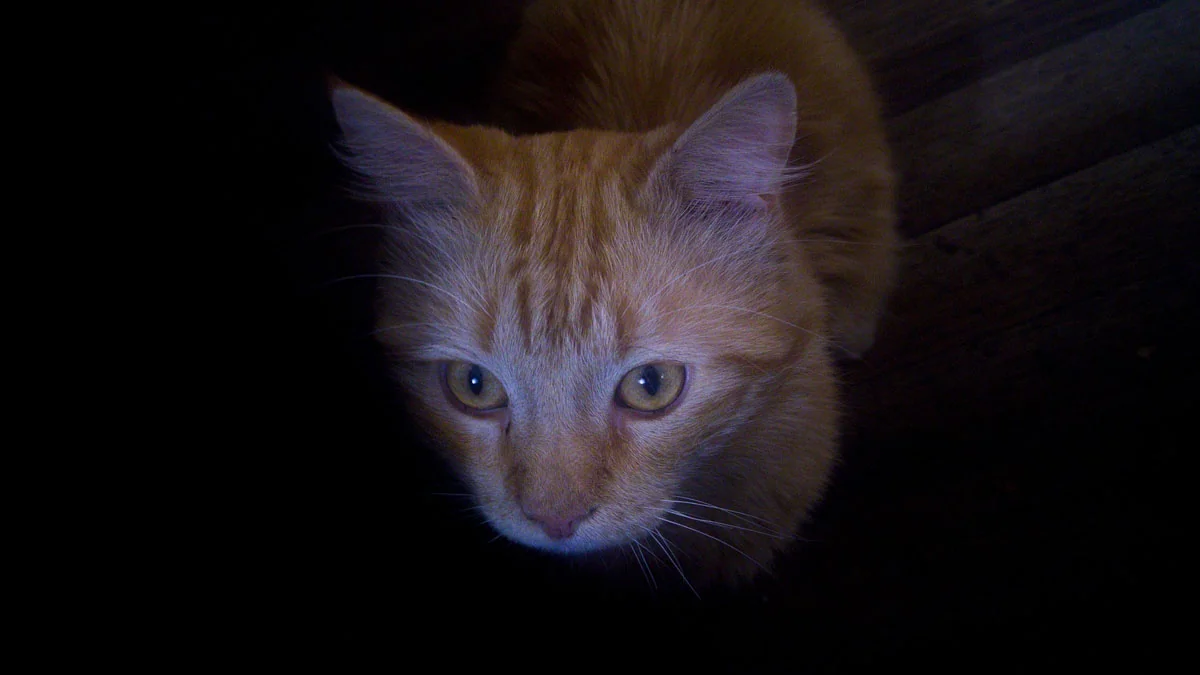 11 erstaunliche Fakten über Katzen