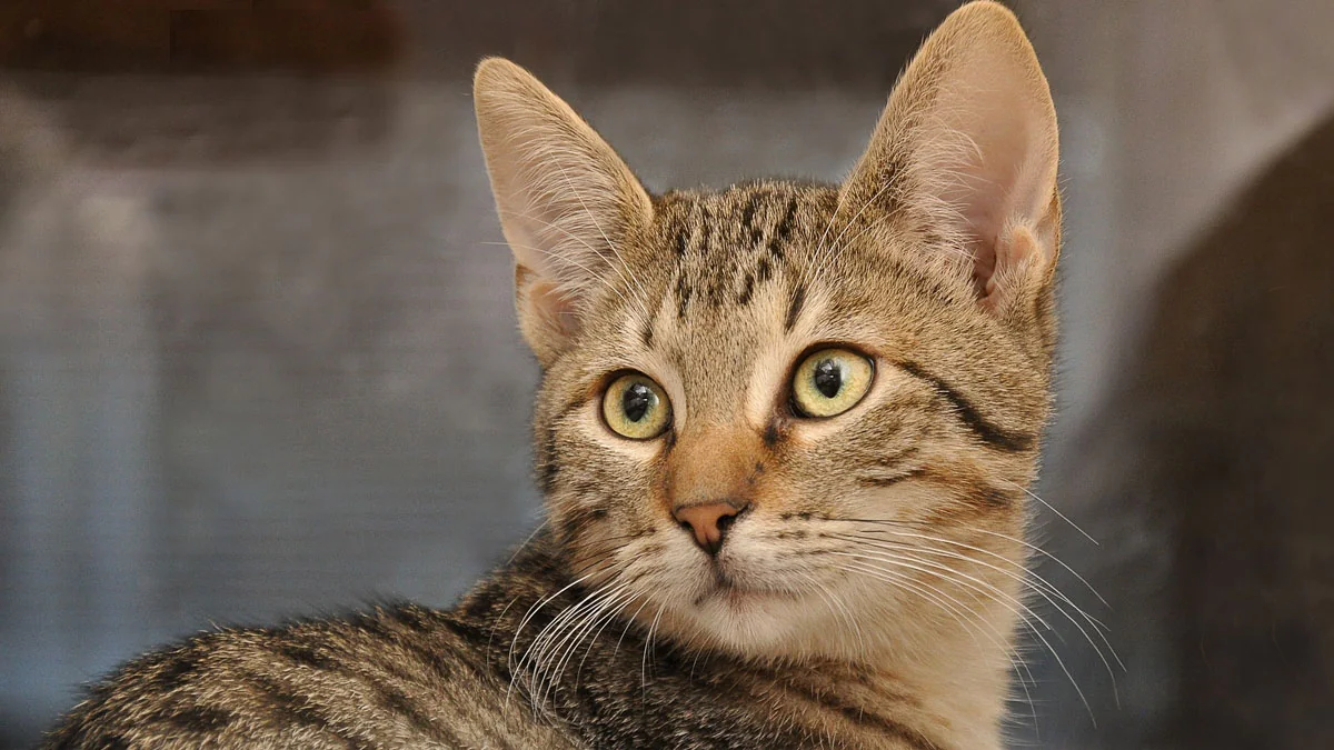 11 erstaunliche Fakten über Katzen