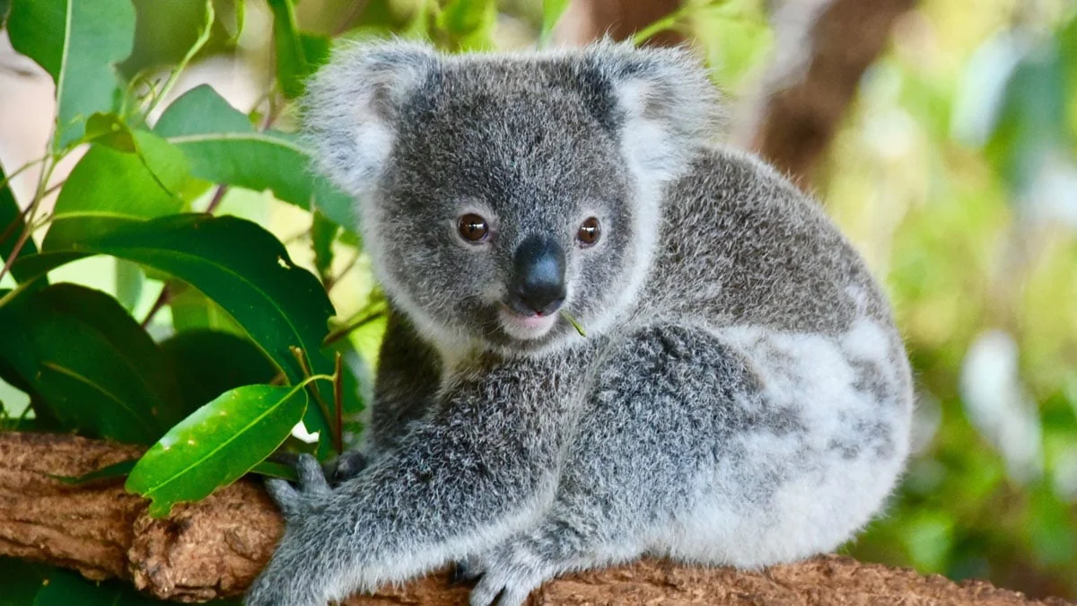 Australien: Schwere Buschbrände bedrohen Koalas