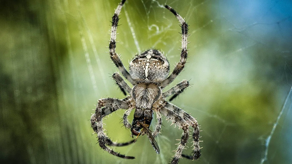 7 interessante Fakten über Spinnen