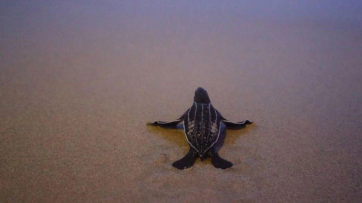 Thailand: So viele Schildkröten-Babys geschlüpft wie seit 20 Jahren nicht mehr
