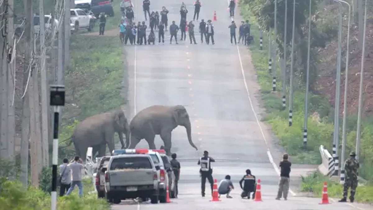 Thailand: Mehr als 50 Elefanten beim Überqueren einer Autobahn gefilmt