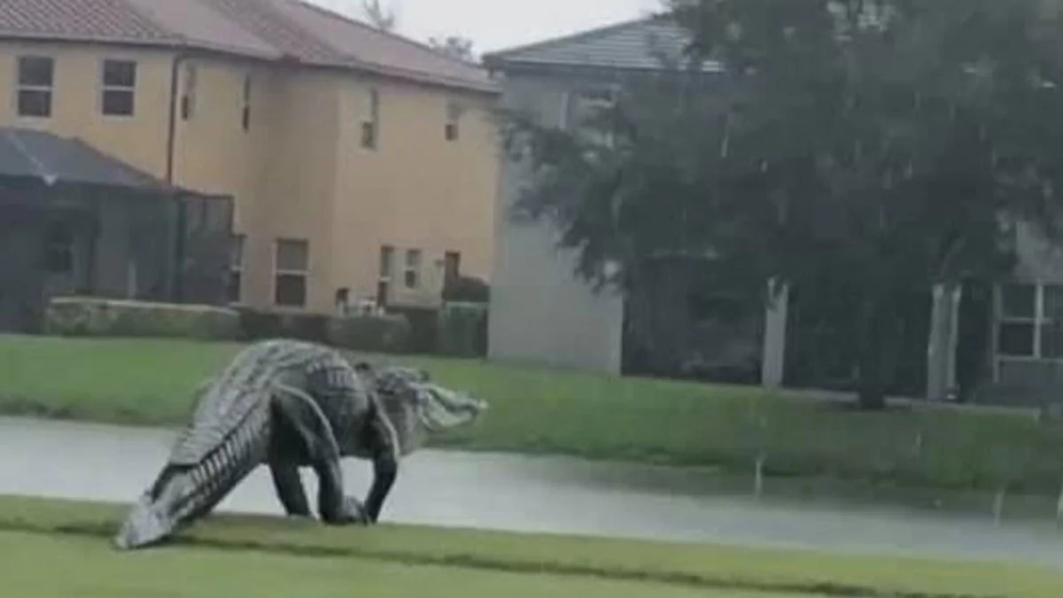 Florida: Monster-Alligator spaziert über Golfplatz