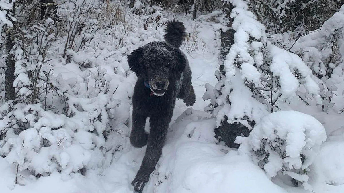 Optische Täuschung: Hund oder Mann?