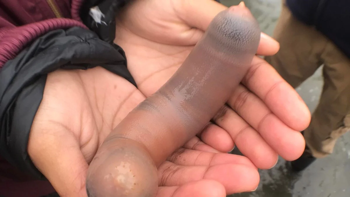Kalifornien: Tausende Penisfische an Küste entdeckt