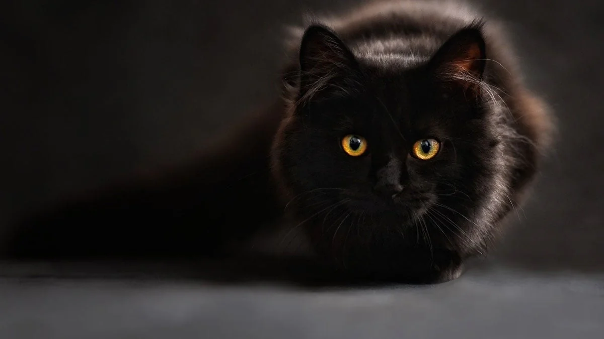 Das sind die beliebtesten Katzennamen 2020