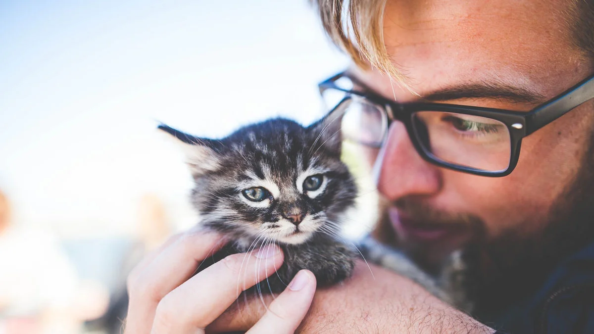 11 erstaunliche Fakten über Katzen