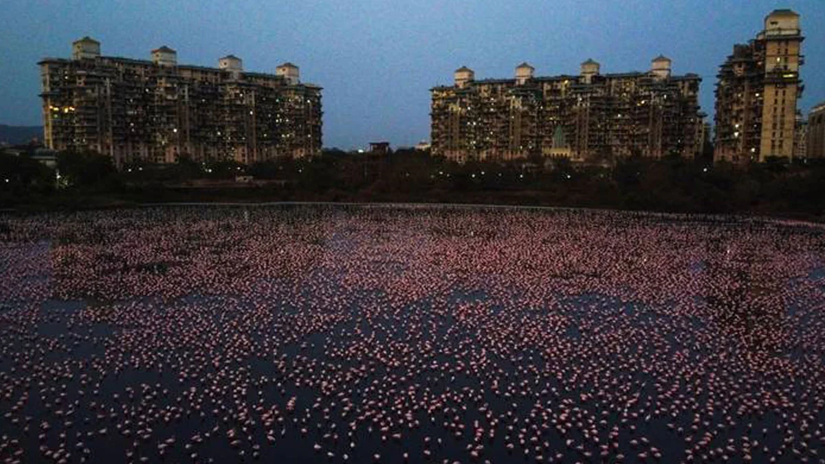 Indien: Tausende von Flamingos in Mumbai gesichtet
