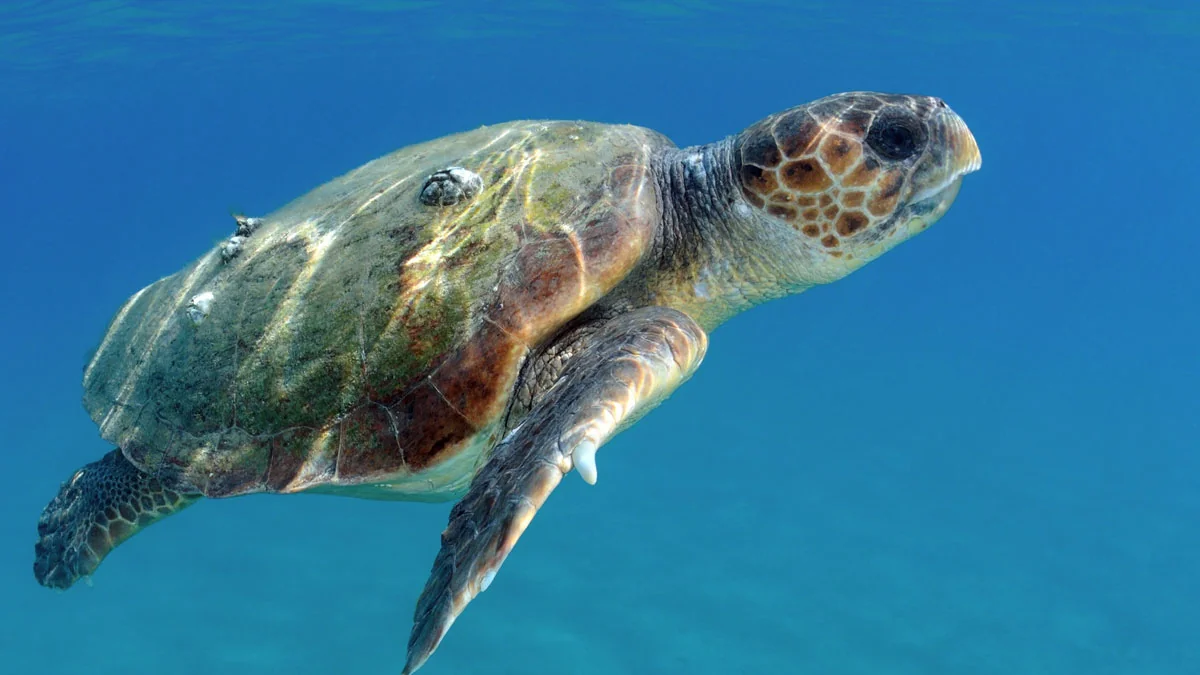 Türkei: Immer mehr Schildkrötennester entdeckt