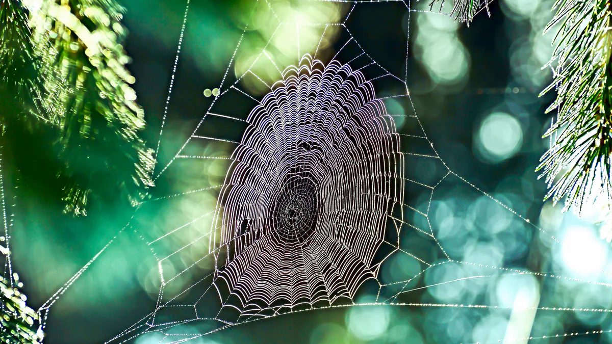 Giftige Dornfingerspinne: So gefährlich ist der Biss