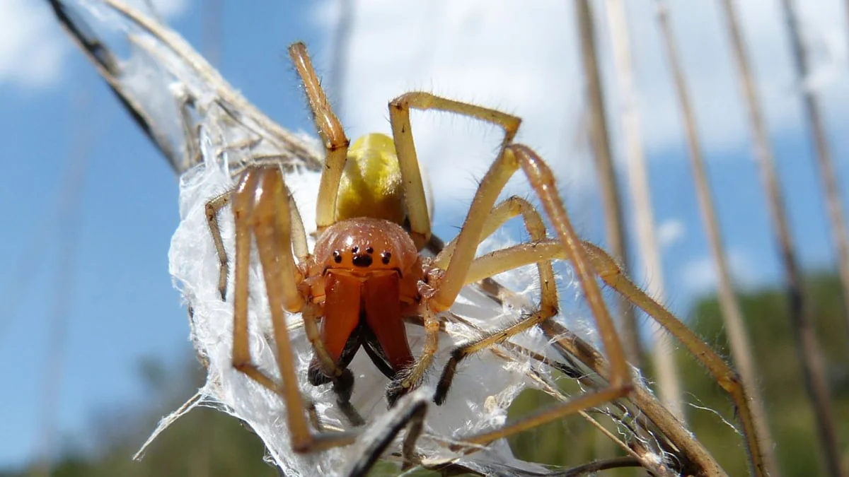 Giftige Dornfingerspinne: So gefährlich ist der Biss
