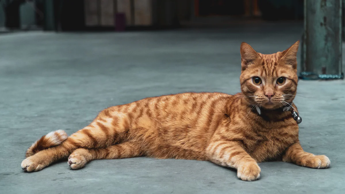 Katze bekommt Internet-Vertrag: Unglaublicher Fauxpas bei Vodafone