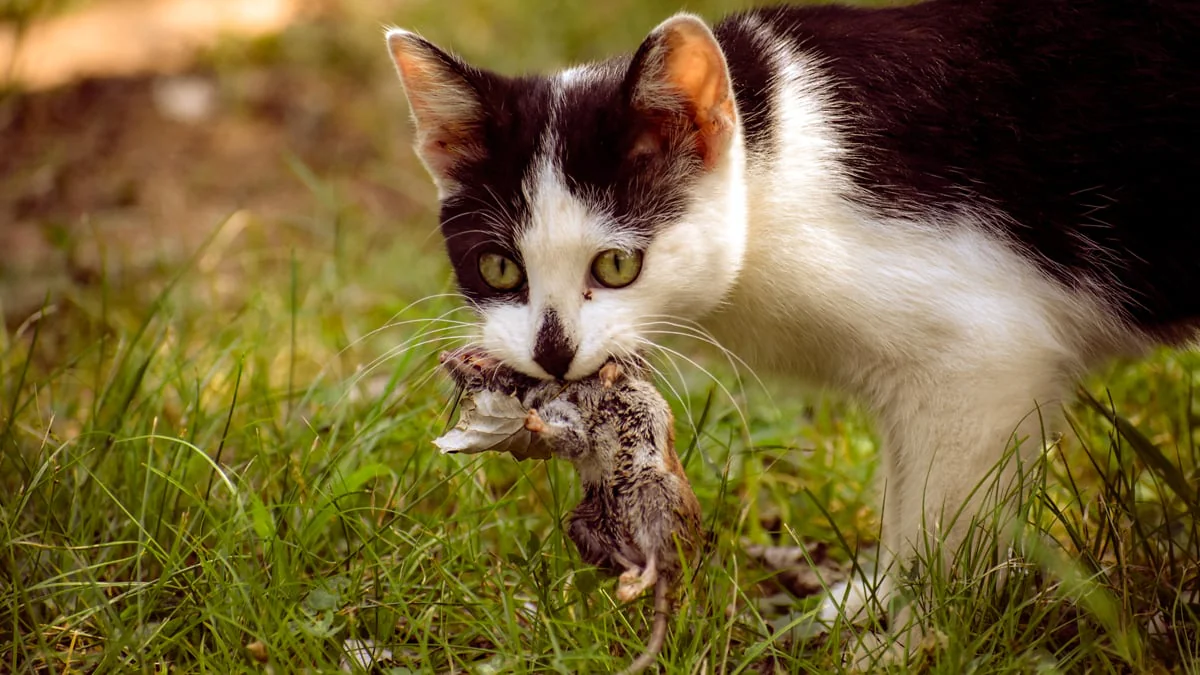 Laut Experten: Deshalb bringen Katzen lebendige Mäuse mit nach Hause
