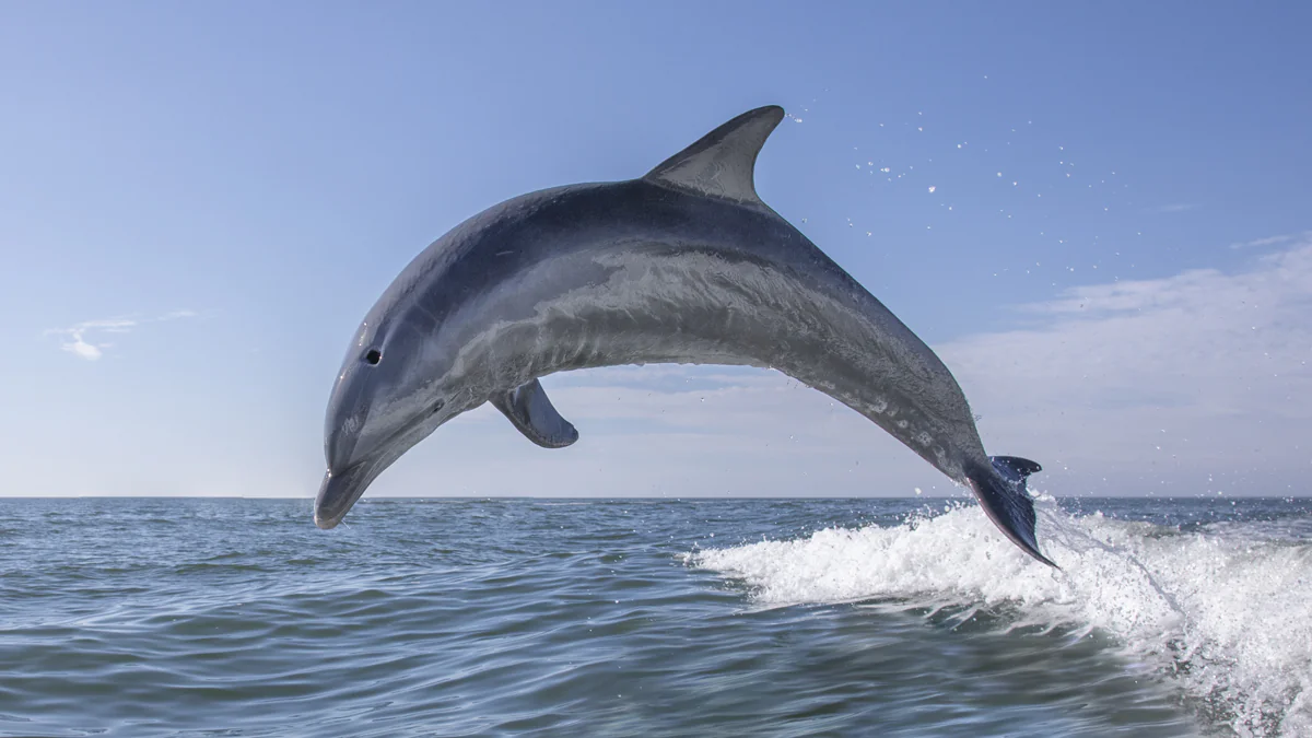 Cornwall: Warnung vor aggressivem Sex-Delfin