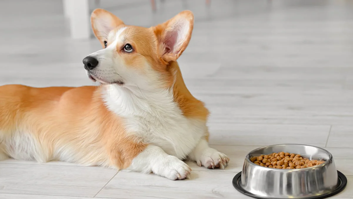 23.700 Euro Strafe: Vegetarische Ernährung von Hunden in England verboten
