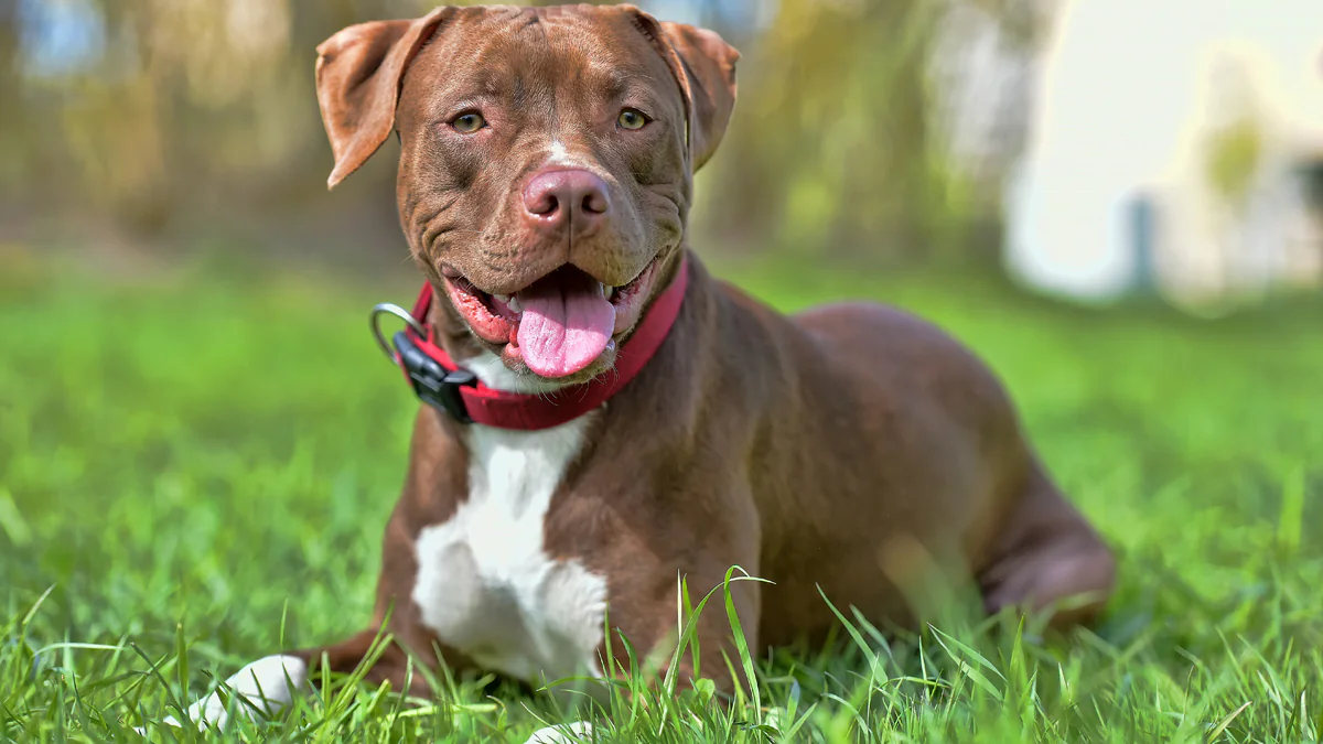 Diese Rassen gelten in Deutschland als Kampfhunde
