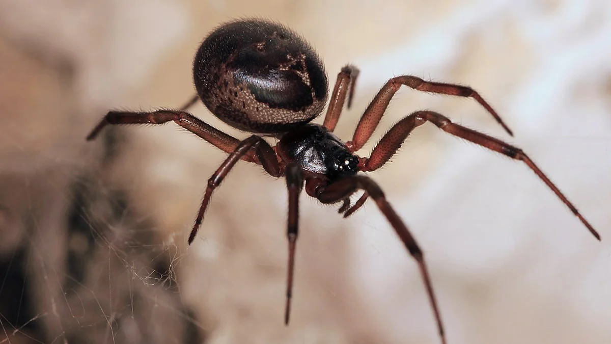Gefährlicher Biss: Edle Kugelspinne breitet sich in Deutschland aus