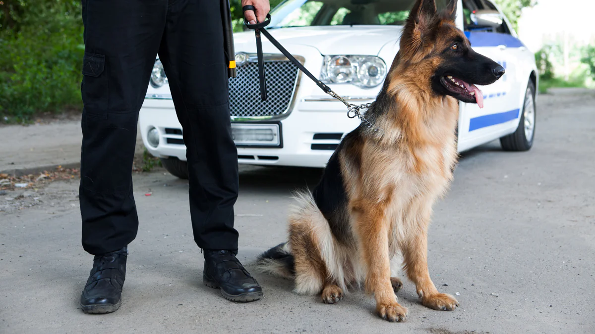 Seit 29 Jahren vermisst: Hunde suchen nach verschollener Lissy Lauer