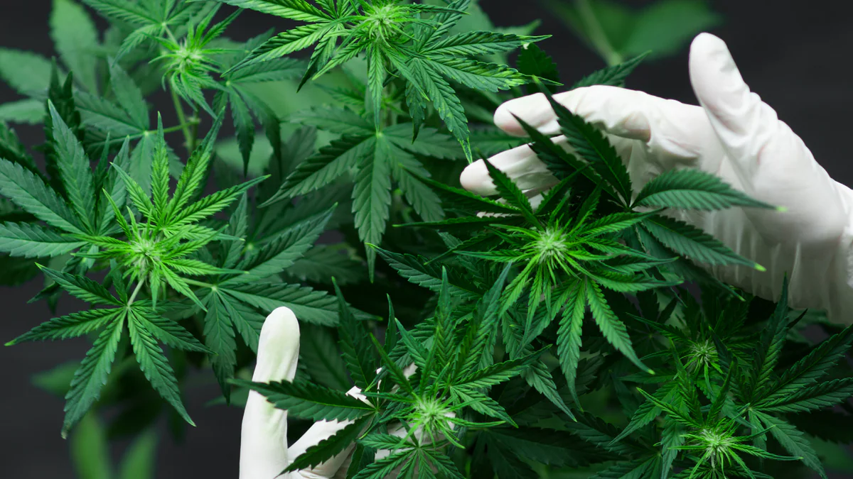 Bier und Cannabis nur noch für Geimpfte: Corona-Regel hat extreme Folgen