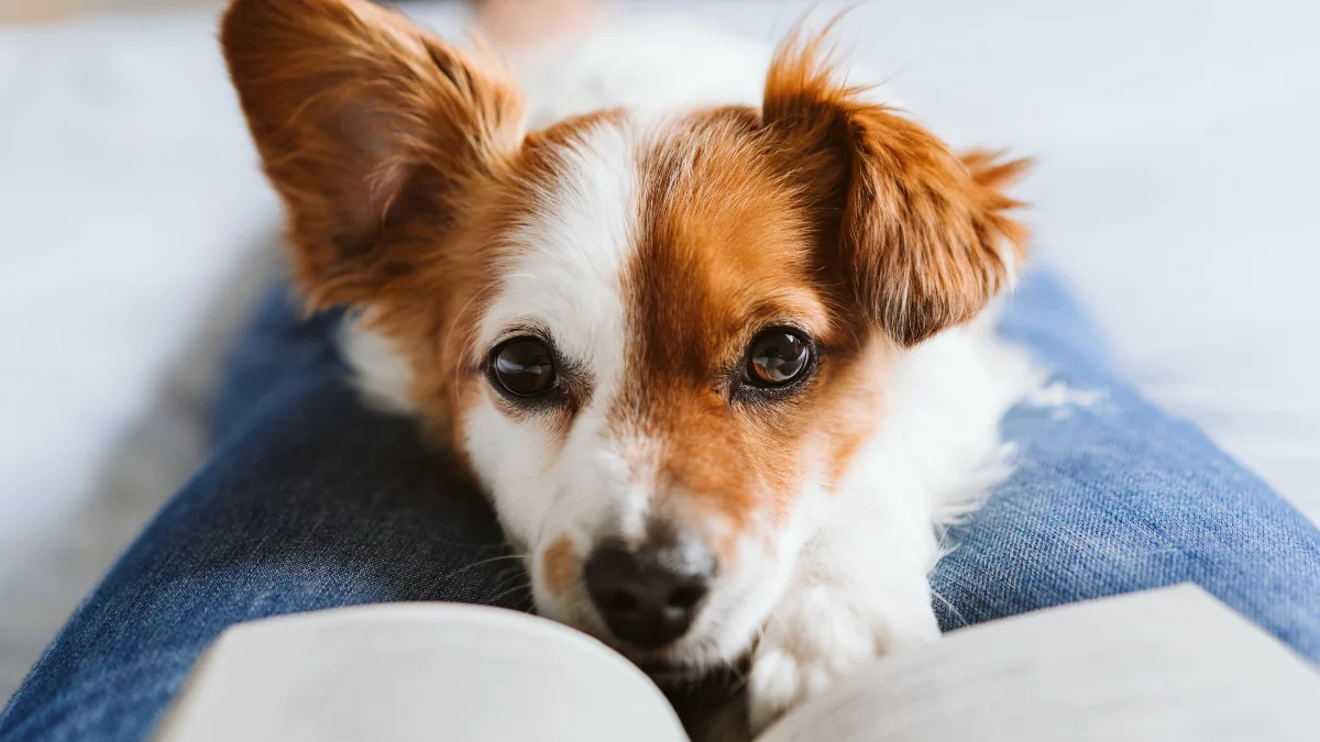 Neue Hundeverordnung: So sorgt die Bundesregierung jetzt für das Wohl der Tiere