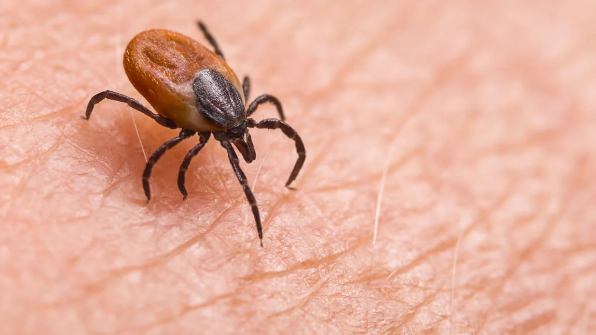 Forscher warnen vor Heartland-Virus: Multiples Organversagen droht