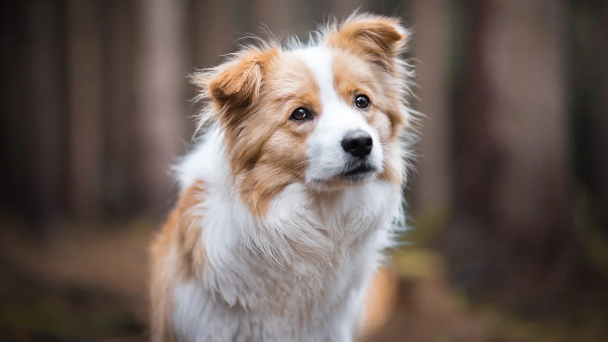 Forscher wollen das Leben von Hunden verlängern