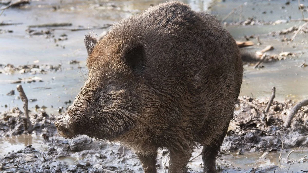 Wildschwein mit Namen „Putin“ soll umbenannt werden
