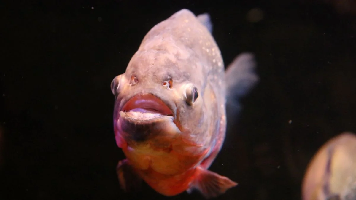 „Testikel-Beisser“: Gruselige Fisch-Art versetzt Männer in Angst und Schrecken