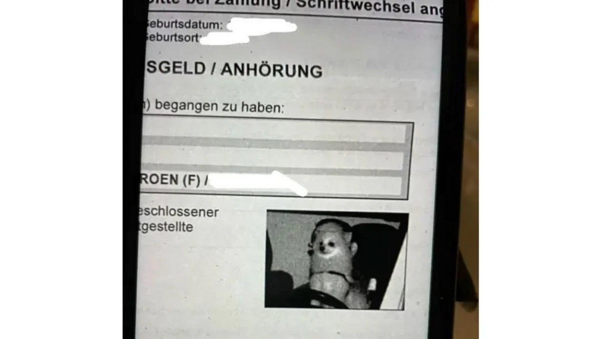 Verrücktes Blitzerfoto: Hund auf Fahrersitz erwischt