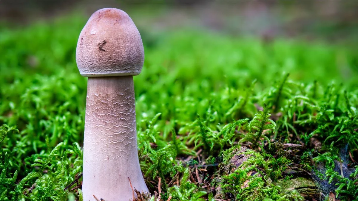 Penis in Pilz-Form? Experten verraten, welcher Nutzen dahintersteckt