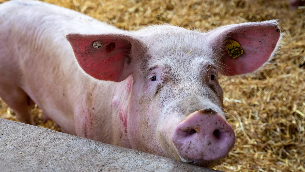 Großer Durchbruch: Erstes geklontes Schwein gelungen