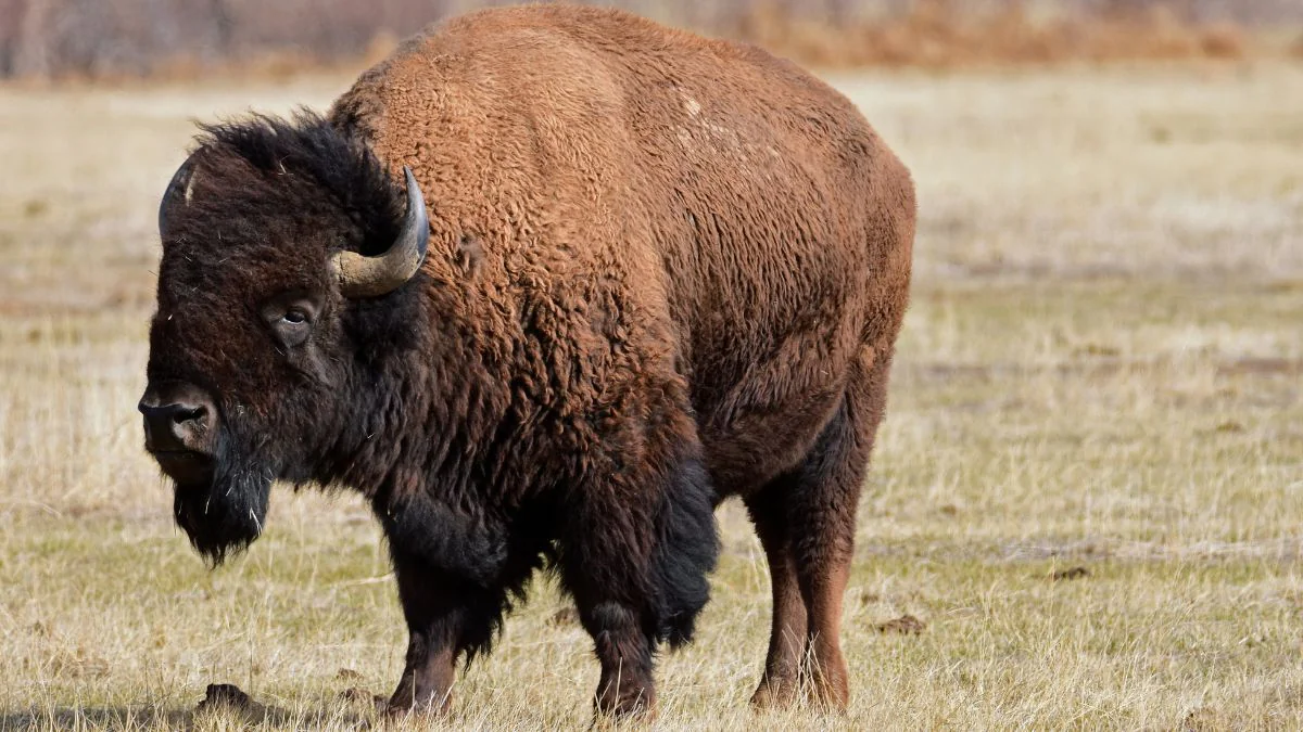 Erste Details: Frau von rasendem Bison aufgespießt