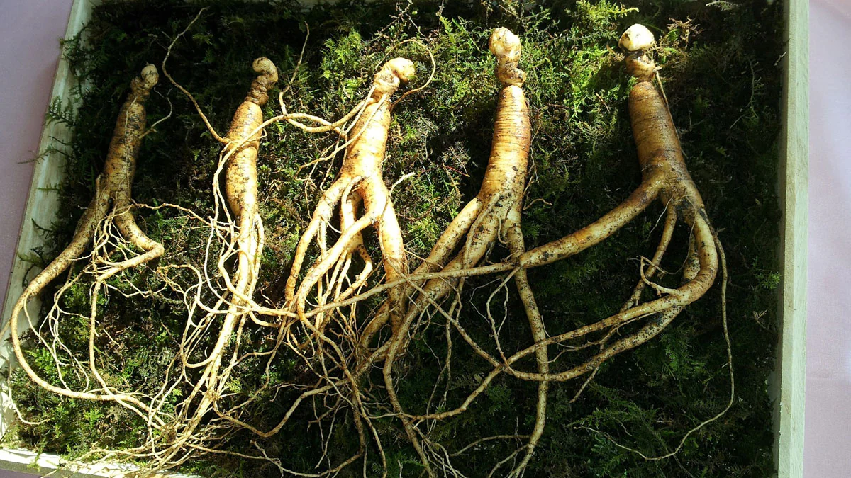 11 Lebensmittel, die die Potenz steigern