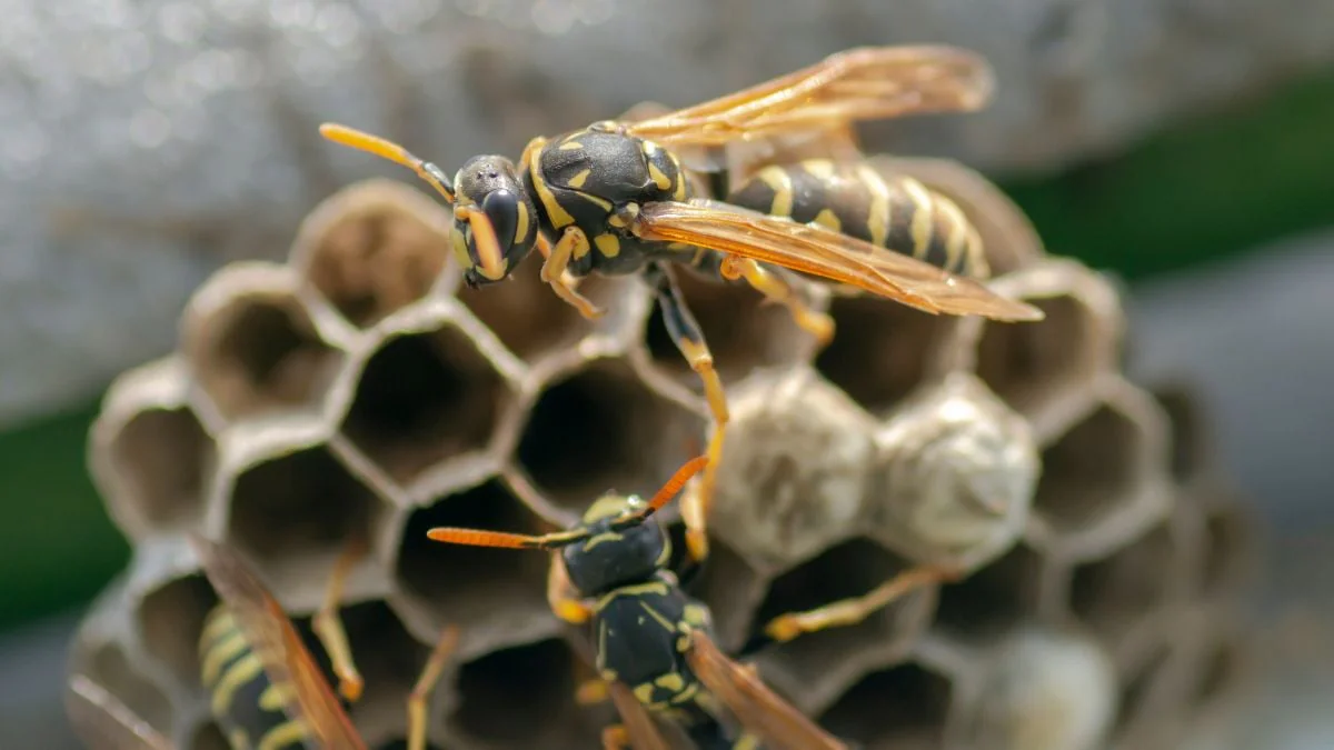Wespen vertreiben – 3 Tipps, mit denen man die lästigen Biester loswird