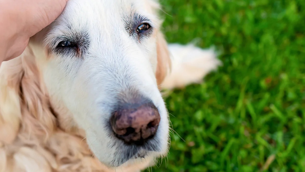 Abgetrennter Hundekopf auf Schulhof gefunden