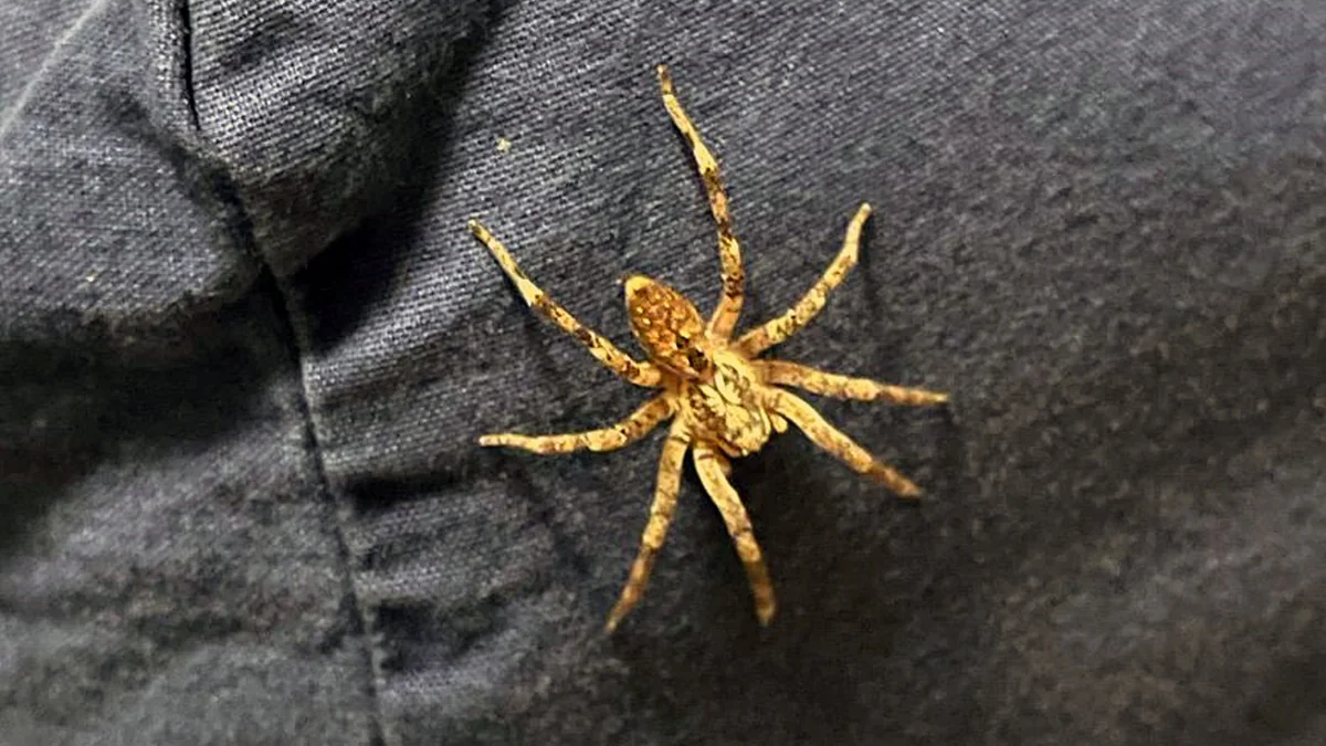 Nosferatu-Spinne breitet sich in ganz Deutschland aus