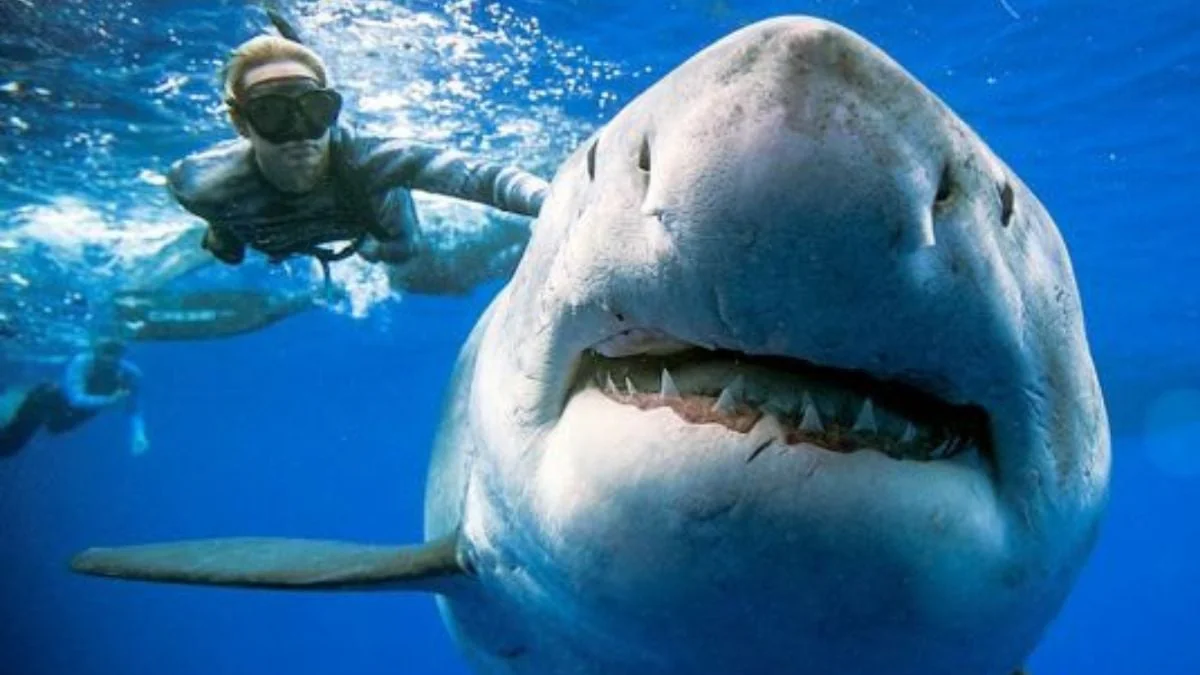 ocean-ramsey-forscherin-schwimmt-das-erste-mal-mit-einem-weissen-hai
